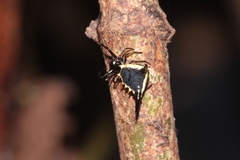 Micrathena pungens