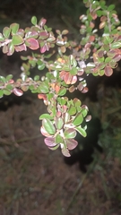 Cotoneaster horizontalis