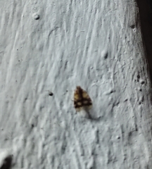 Bothriocera