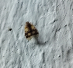 Bothriocera