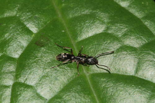 Neoponera unidentata