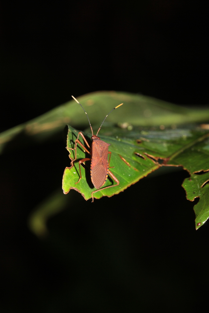 Leptoscelis ribesi