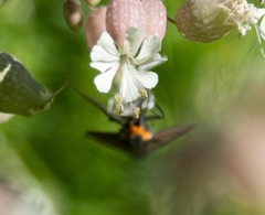 Ctenucha virginica