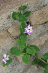 Lantana rugosa