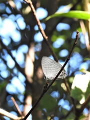 Jamides alecto dromicus