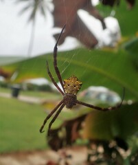Argiope appensa