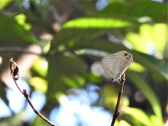 Jamides alecto dromicus