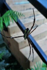 Argiope appensa
