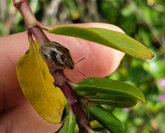 Paropsisterna semifumata