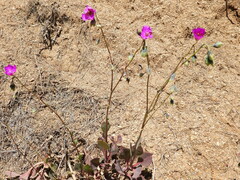 Cistanthe grandiflora
