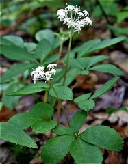 Panax trifolius