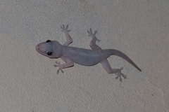 Hemidactylus mabouia