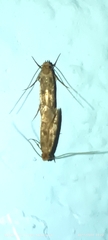 Tineidae