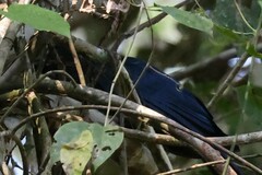 Crotophaga major