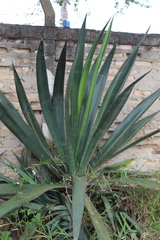 Agave angustifolia