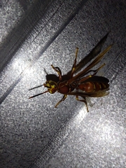 Polistes cavapyta