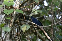 Crotophaga major