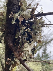Lecanoromycetidae