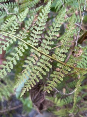 Hypolepis barringtonii