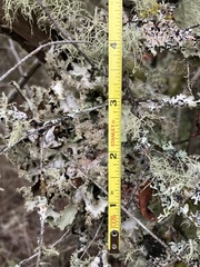 Lecanoromycetidae