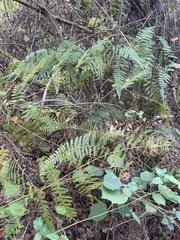 Hypolepis barringtonii