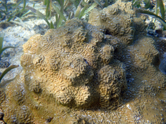 Pseudodiploria clivosa