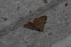Lepidoptera