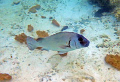 Plectorhinchus gibbosus
