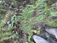 Hypolepis barringtonii