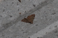 Lepidoptera