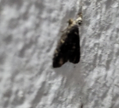 Loxostegopsis merrickalis