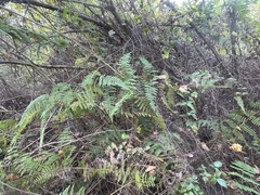 Hypolepis barringtonii