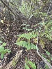 Hypolepis barringtonii