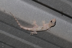Hemidactylus mabouia