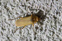 Chauliognathus maculaticeps