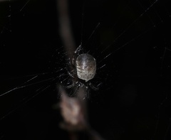 Zygiellinae