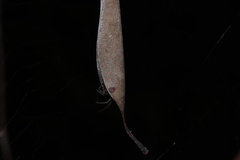 Zygiellinae