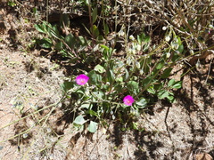 Cistanthe grandiflora