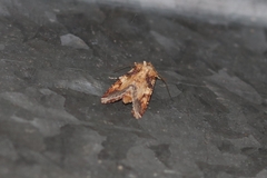 Spodoptera cosmioides