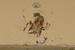 Spodoptera cosmioides