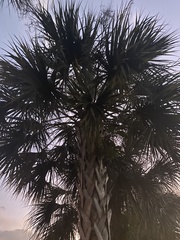 Sabal palmetto