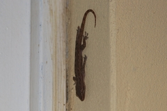 Gekkota