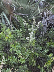 Eupatorium leptophyllum