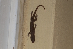 Gekkota
