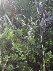 Eupatorium leptophyllum