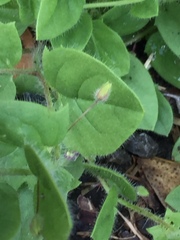 Kickxia elatine