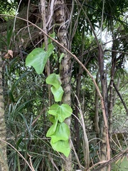 Aristolochia trilobata