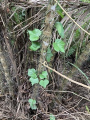 Aristolochia trilobata