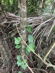 Aristolochia trilobata