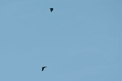 Brotogeris cyanoptera